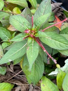 New Guinea Impatiens thumbnail 2