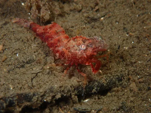 Spirontocaris lamellicornis