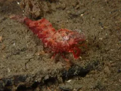 Spirontocaris lamellicornis thumbnail 1