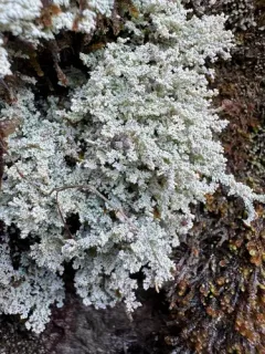 Pacific Foam Lichen thumbnail 2