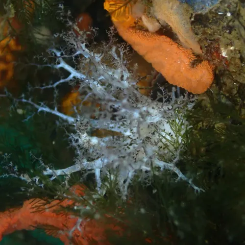 peppered sea cucumber