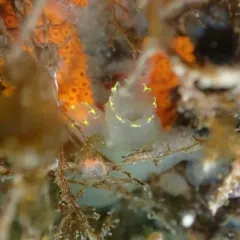 Pacific transparent sea squirt thumbnail 2