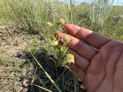 Western Daisy Fleabane thumbnail 3