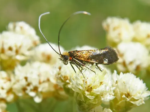 Adela flammeusella