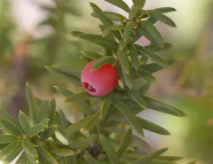 common yew thumbnail 3