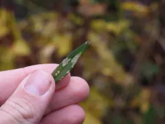 Coleophora granifera thumbnail 1