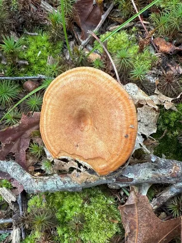 Peck's milky cap