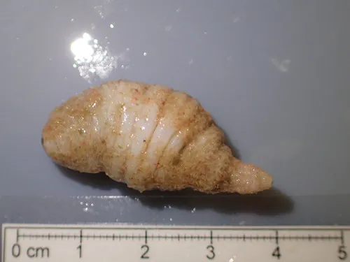 Havelockia scabra