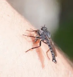 Rhadiurgus variabilis thumbnail 4