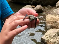 Canyon Bat thumbnail 2