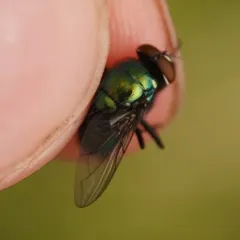 Illustrious Greenbottle Fly thumbnail 1