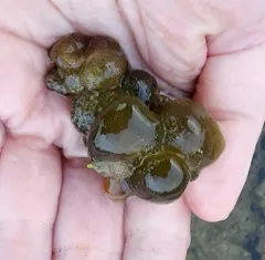 Mare's Eggs thumbnail 2