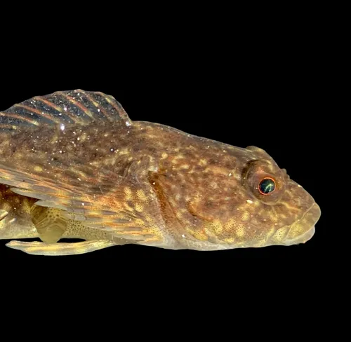 Coastrange Sculpin