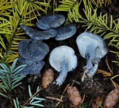 Little Blue Polypore thumbnail 3