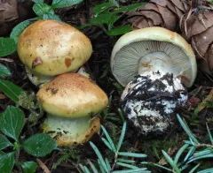 Calonarius aureofulvus thumbnail 2