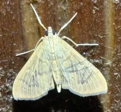 Herbivorous Patania Moth thumbnail 2