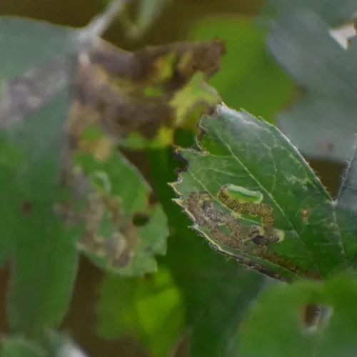 Common Fruit-tree Pigmy