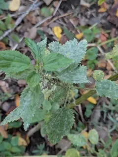 Nettle Powdery Mildew thumbnail 1