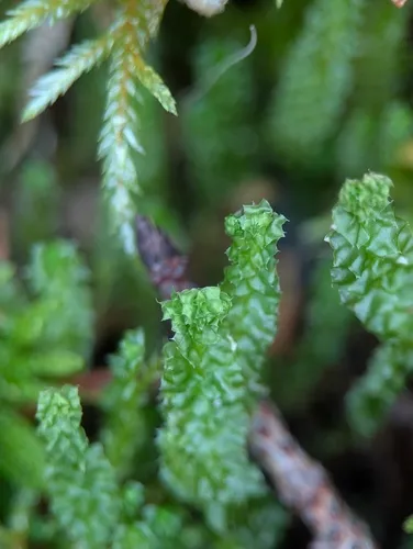 Greater Pawwort