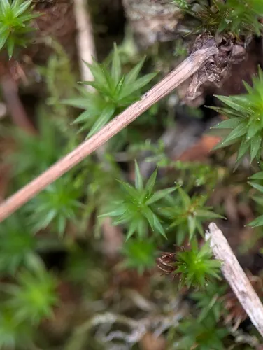 Austria Timmia Moss
