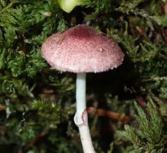 Leucoagaricus roseilividus thumbnail 2