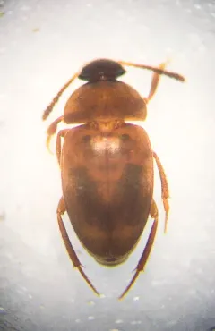 Sciodrepoides watsoni thumbnail 2