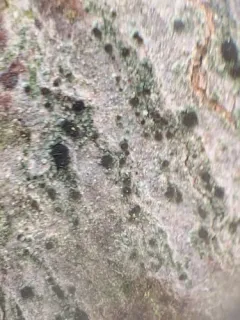 Lecania naegelii thumbnail 4
