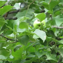 apple thumbnail 4