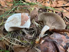 Atractosporocybe inornata thumbnail 3