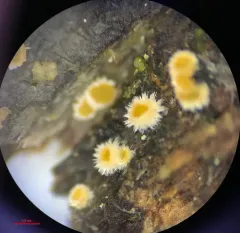 Parachnopeziza miniopsis thumbnail 4