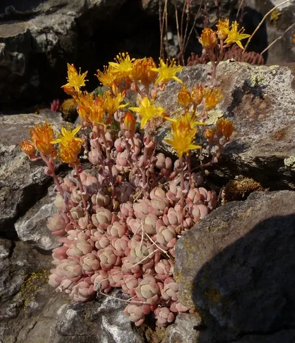 Orpine Stonecrop