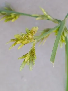Rice flat-sedge thumbnail 2