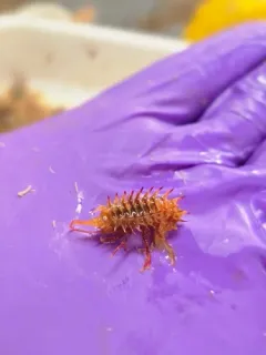 Paramphithoe hystrix thumbnail 2