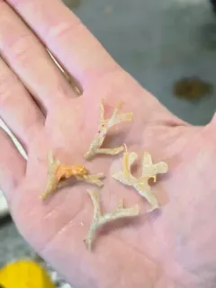 Cystisella saccata thumbnail 2