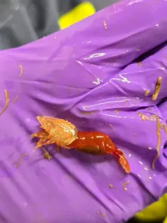 Parrot Shrimp thumbnail 3