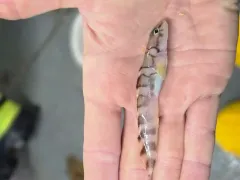Arctic Eelpout thumbnail 2