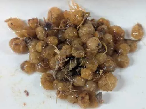 Kukenthalia borealis