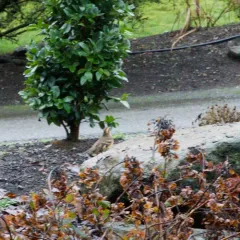 Varied Thrush thumbnail 1