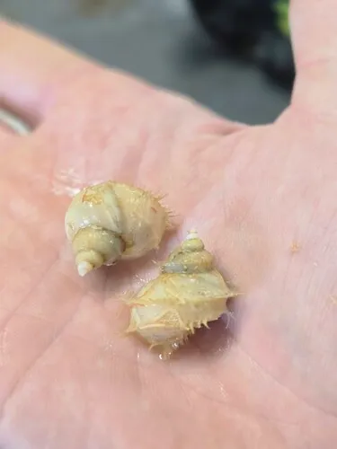 Trichotropis bicarinata