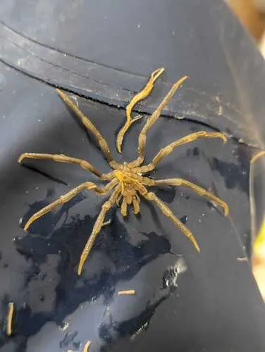 Pseudopallene brevicollis