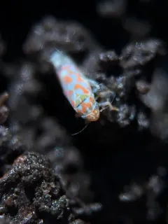 Erythroneura rubrella thumbnail 3