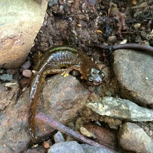 Southern Torrent Salamander