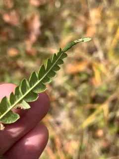 Parornix peregrinaella thumbnail 1