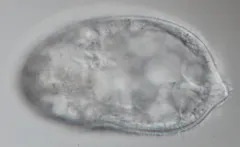 Trachelius ovum thumbnail 3
