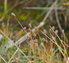 Alpine Foxtail thumbnail 1