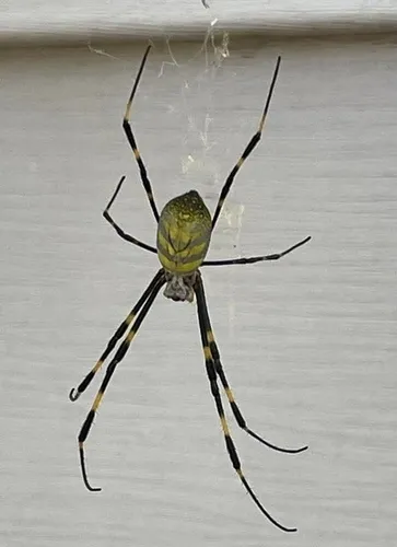 Joro Spider