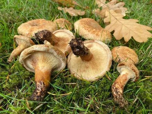 Paxillus obscurisporus