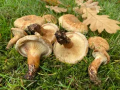 Paxillus obscurisporus thumbnail 1