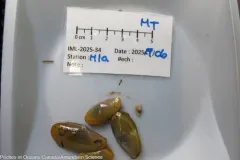 Northern yoldia thumbnail 1