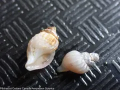 Curtitoma incisula thumbnail 2